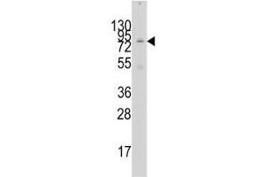 Western blot analysis of GCN5 antibody and 293 lysate. (KAT2A antibody  (AA 65-94))