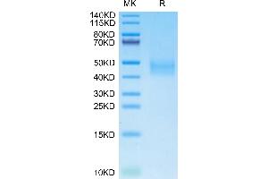 delta-Like 1 Homolog (Drosophila) (DLK1) (AA 24-306) protein (His tag)