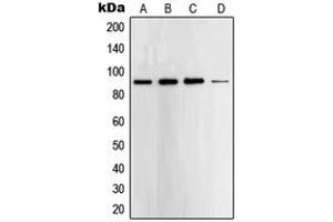 Western blot analysis of STAT5 expression in A431 (A), K562 (B), HeLa (C), NIH3T3 (D) whole cell lysates.