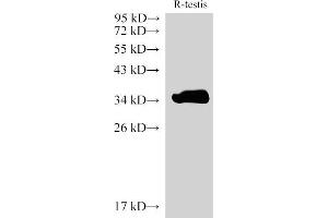 Western Blot analysis of Rat testis using LDHC Polycloanl Antibody at dilution of 1:2000 (Lactate Dehydrogenase C antibody)