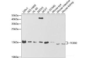 Western blot analysis of extracts of various cell lines using TCEB2 Polyclonal Antibody at dilution of 1:1000.
