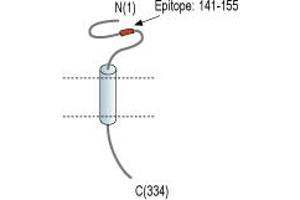 anti-Transmembrane Protein 66 (TMEM66) (AA 141-155), (Intracellular), (Lumenal Region) antibody (Atto 594)