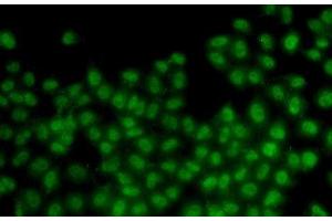 Immunofluorescence analysis of HeLa cells using ID3 Polyclonal Antibody (ID3 antibody)