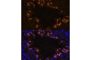 Immunofluorescence analysis of mouse testis using ELSPBP1 antibody (ABIN7266993) at dilution of 1:100.