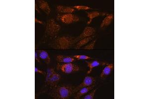 Immunofluorescence analysis of NIH/3T3 cells using SYNE3 Rabbit pAb (ABIN6131129, ABIN6148766, ABIN6148767 and ABIN6217163) at dilution of 1:100. (Nesprin3 antibody  (AA 740-920))