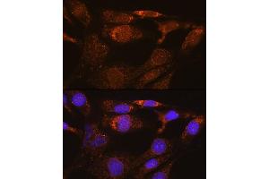 Immunofluorescence analysis of NIH/3T3 cells using SYNE3 Rabbit pAb (ABIN6131129, ABIN6148766, ABIN6148767 and ABIN6217163) at dilution of 1:100. (Nesprin3 antibody  (AA 740-920))