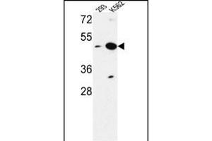 NUPL2 Antibody (N-term) (ABIN653518 and ABIN2842921) western blot analysis in 293,K562 cell line lysates (35 μg/lane). (NUPL2 antibody  (N-Term))
