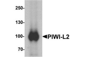 Western blot analysis of PIWI-L2 in HepG2 cell lysate with PIWI-L1 at 1 ug/mL. (PIWIL2 antibody  (Middle Region))