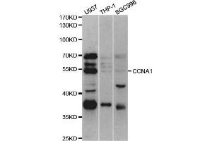 Western Blotting (WB) image for anti-Cyclin A1 (CCNA1) antibody (ABIN1876832) (Cyclin A1 antibody)