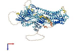 AlphaFold protein structure predicition of Human Recombinant ATP9B Protein, UniprotID O43861 (ATP9B Protein (AA 1-1147) (His tag))