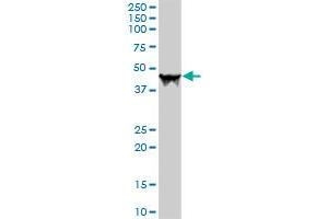 CPA1 MaxPab rabbit polyclonal antibody. (CPA1 antibody  (AA 1-419))