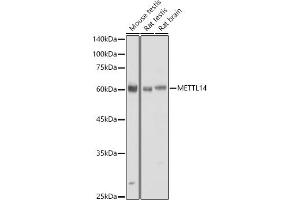 Western blot analysis of extracts of various cell lines, using METTL14 antibody (ABIN6131104, ABIN6143759, ABIN6143760 and ABIN6224625) at 1:730 dilution. (METTL14 antibody  (AA 1-210))