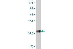 TMPRSS13 antibody  (AA 182-279)