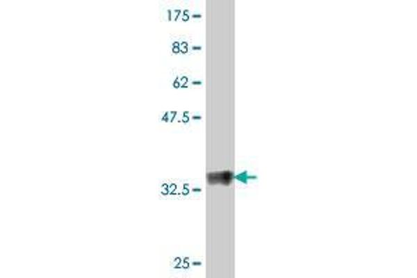 TMPRSS13 antibody  (AA 182-279)