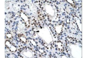 Image no. 1 for anti-Interleukin Enhancer Binding Factor 2, 45kDa (ILF2) (C-Term) antibody (ABIN202405) (ILF2 antibody  (C-Term))