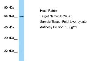 Host: Rabbit Target Name: ARMCX5 Sample Type: Fetal Liver lysates Antibody Dilution: 1. (ARMCX5 antibody  (C-Term))