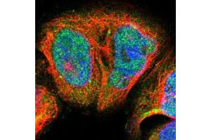 Immunofluorescent staining of A-431 cells with BLM polyclonal antibody  (Green) shows positivity in nucleus and cytoplasm.