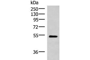 Western blot analysis of Mouse heart tissue lysate using FUCA2 Polyclonal Antibody at dilution of 1:1000 (FUCA2 antibody)