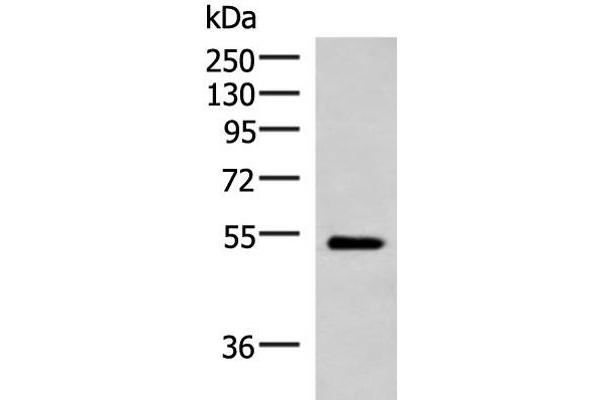 FUCA2 antibody