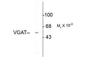 Western blot - Vesicular GABA transporter (VGAT) Western Blot of Rabbit anti-Vesicular GABA transporter antibody. (SLC32A1 antibody  (N-Term))