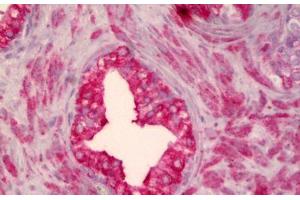 Anti-SMO antibody IHC staining of human prostate. (SMO antibody)