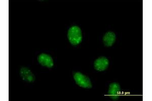 Immunofluorescence of purified MaxPab antibody to IFRD1 on HeLa cell. (IFRD1 antibody  (AA 1-451))