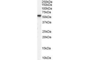 ABIN185693 (1µg/ml) staining of Human Testis lysate (35µg protein in RIPA buffer).