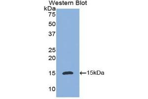 Detection of Recombinant IL8, Dog using Polyclonal Antibody to Interleukin 8 (IL8) (IL-8 antibody  (AA 23-101))