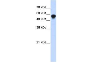 WB Suggested Anti-IRF6 Antibody Titration:  0. (IRF6 antibody  (Middle Region))