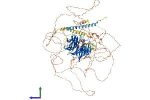 AlphaFold protein structure predicition of Mouse Recombinant Palb2 Protein, UniprotID Q3U0P1 (PALB2 Protein (AA 1-1104) (His tag))