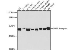 HTR7 antibody