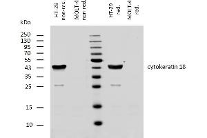 Western blotting analysis of human cytokeratin 18 using mouse monoclonal antibody DC-10 on lysates of HT-29 cell line and MOLT-4 cell line (cytokeratin non-expressing cell line, negative control) under non-reducing and reducing conditions. (Cytokeratin 18 antibody)