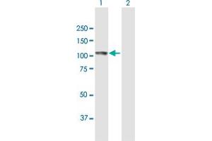 Western Blot analysis of ECE1 expression in transfected 293T cell line by ECE1 MaxPab polyclonal antibody. (ECE1 antibody  (AA 1-770))