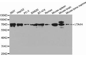 Western Blotting (WB) image for anti-Leukotriene A4 Hydrolase (LTA4H) antibody (ABIN1873571) (LTA4H antibody)