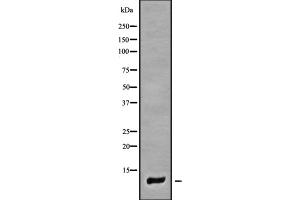 Western blot analysis of COX7A1 using 293 whole cell lysates (COX7A1 antibody)