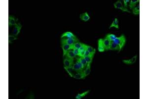 Immunofluorescence staining of HepG2 cells with ABIN7163299 at 1:133, counter-stained with DAPI. (PIK3R6 antibody  (Regulatory Subunit 6))