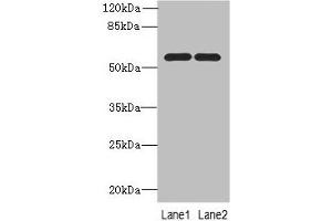 Western blot All lanes: PSMD12antibody at 0. (PSMD12 antibody  (Regulatory Subunit 12))