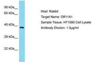 Image no. 1 for anti-Olfactory Receptor, Family 11, Subfamily A, Member 1 (OR11A1) (C-Term) antibody (ABIN6750595) (OR11A1 antibody  (C-Term))