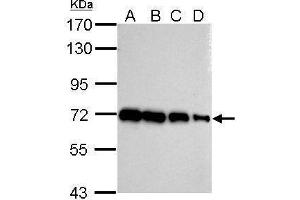 WB Image Sample (whole cell lysate) A: 293T 20ug B: 293T 10ug C: 293T 5ug D: 293T 1ug 7.