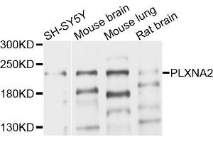 Western blot analysis of extracts of various cells, using PLXNA2 antibody.