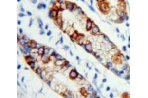#VALUE! (MPL antibody  (AA 311-460))