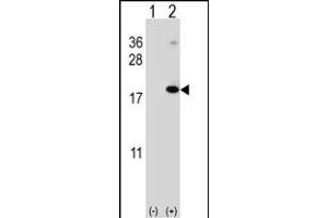 Western blot analysis of RNF5 (arrow) using rabbit polyclonal RNF5 Antibody (N-term) (ABIN652548 and ABIN2842368).