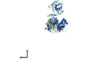 AlphaFold protein structure predicition of Mouse Recombinant Myo1b Protein, UniprotID P46735 (Myosin IB Protein (MYO1B) (AA 1-1107) (His tag))