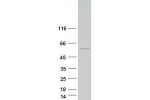 Validation with Western Blot (CELF2 Protein (Transcript Variant 2) (Myc-DYKDDDDK Tag))