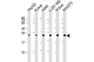 All lanes : Anti-BLVRB Antibody (C-term) at 1:2000 dilution Lane 1: HepG2 whole cell lysate Lane 2: human liver lysate Lane 3: A549 whole cell lysate Lane 4: U-251 MG whole cell lysate Lane 5: mouse liver lysate Lane 6: NIH/3T3 whole cell lysate Lysates/proteins at 20 μg per lane. (BLVRB antibody  (C-Term))