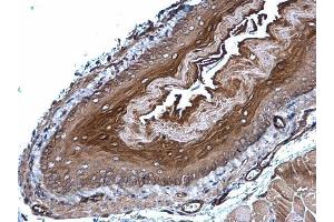 IHC-P Image GPX7 antibody [N1C3] detects GPX7 protein at cytoplasm on mouse esophagus by immunohistochemical analysis. (Glutathione Peroxidase 7 antibody)