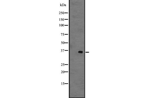 GPR141 antibody  (Internal Region)