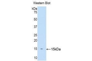 Western Blotting (WB) image for anti-Keratin 81 (KRT81) (AA 142-257) antibody (ABIN1171781) (KRT81 antibody  (AA 142-257))