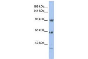 Image no. 1 for anti-Two Pore Segment Channel 1 (TPCN1) (AA 71-120) antibody (ABIN6742558) (TPCN1 antibody  (AA 71-120))