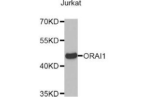 Western blot analysis of extracts of Jurkat cell line, using ORAI1 antibody. (ORAI1 antibody)